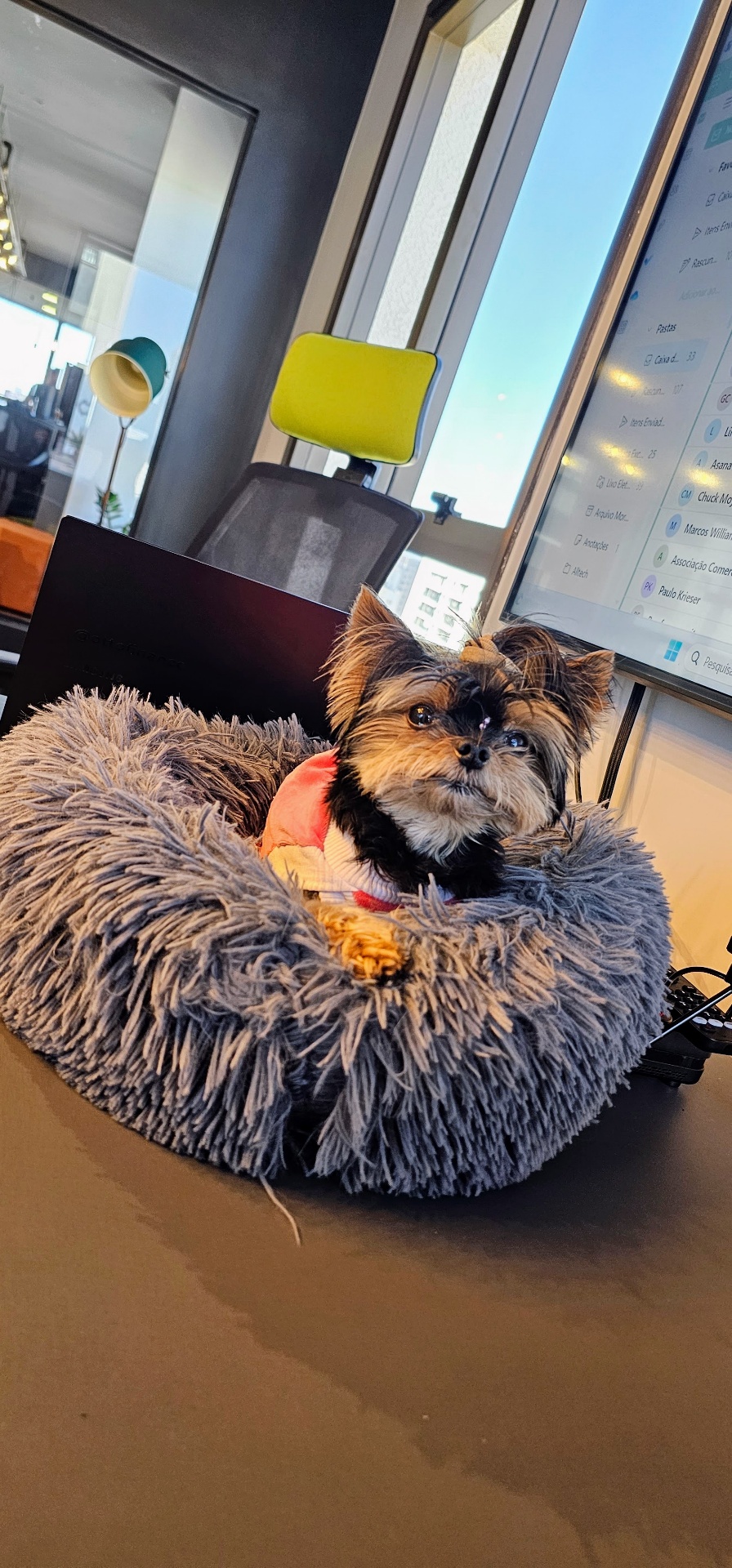 Pet no escritório